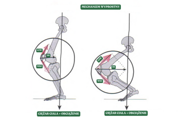 Biomechanika Przysiadu