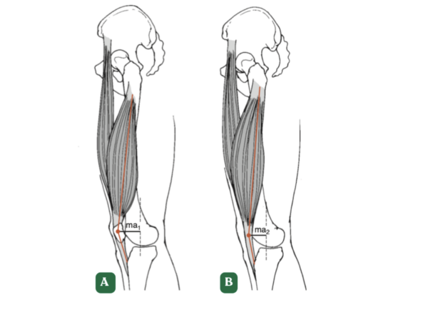 Biomechanika Przysiadu